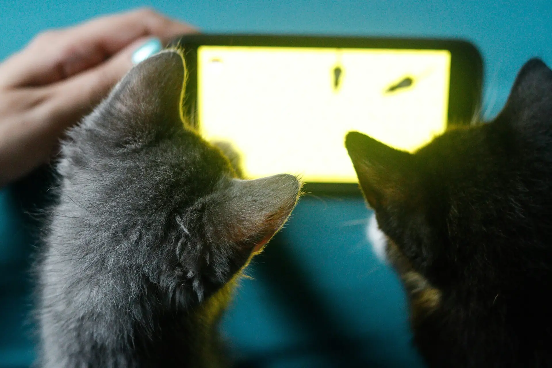 Tecnologia para Pets: Automatize os Cuidados Diários