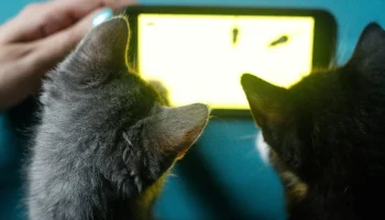 Tecnologia para Pets: Automatize os Cuidados Diários